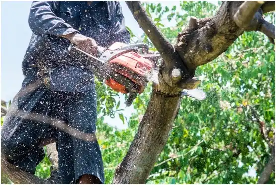 tree services Armour